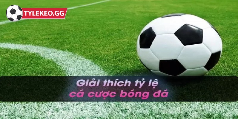 Những thông tin hay tại giới thiệu Tylekeo.gg